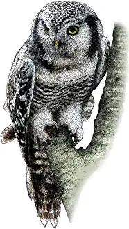 Hawk Prints: Northern Hawk Owl
