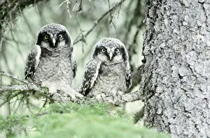Immature Prints: Northern Hawk Owlets