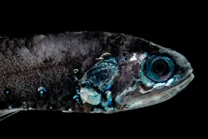 Fish Prints: Northern Lampfish
