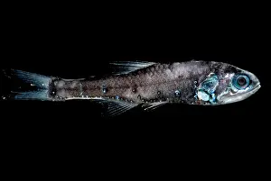 California Prints: Northern Lampfish