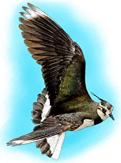Prints of Illustration of a Northern Lapwing (Vanellus vanellus) December Prints: Northern Lapwing