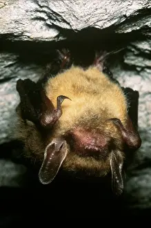 Nocturnal Prints: Northern Long-eared Bat