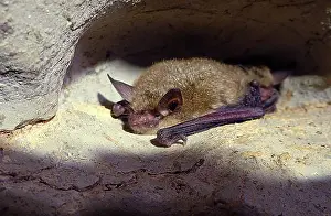 Infection Prints: Northern Long-Eared Bat (Myotis septentrionalis)