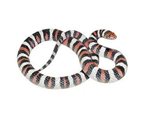 Milk Prints: Northern Milksnake