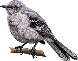 Birds Prints: Northern mockingbird