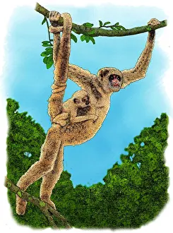 2016 Prints: Northern Muriqui