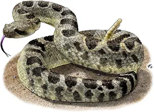 Vipers Prints: Northern Pacific Rattlesnake