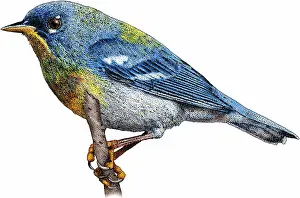 Americana Prints: Northern Parula