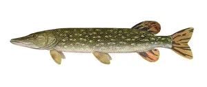 March Prints: Northern Pike