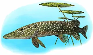 2013 Prints: Northern Pike