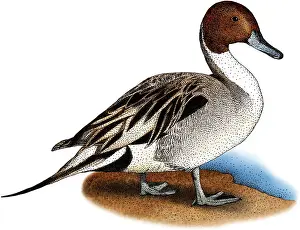 Fowl Prints: Northern Pintail Duck