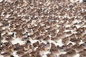Fauna Prints: Northern Pintail Ducks