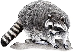 Nocturnal Prints: Northern Raccoon