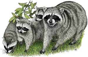 Lotor Prints: Northern Raccoons