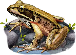 California Prints: Northern Red-legged Frog