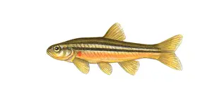 Cyprinidae Prints: Northern Redbelly Dace