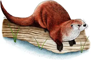 Canadensis Prints: Northern River Otter
