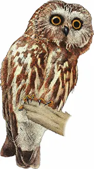 Raptor Prints: Northern Saw Whet Owl