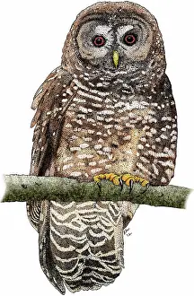Spotted Prints: Northern spotted owl