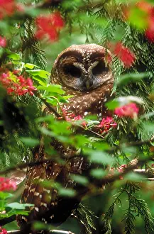 Spotted Prints: Northern spotted owl