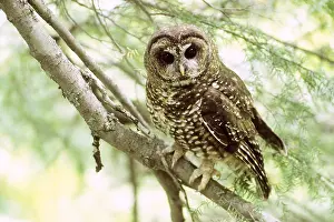 Spotted Prints: Northern Spotted Owl