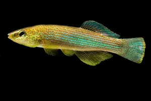 Tennessee Prints: Northern Studfish (Fundulus catenatus)