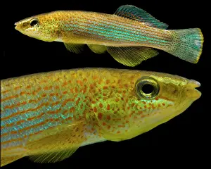 Northern Studfish (Fundulus catenatus)