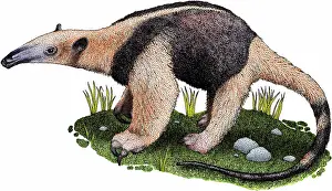 Insectivore Prints: Northern tamandua anteater