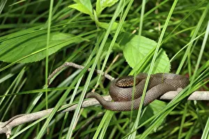 Snake Prints: Northern Water Snake on branch