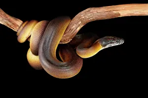 Snake Prints: Northern White-lipped Python on Branch