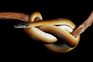 Many Science & Medical Prints: Northern White-lipped Python on Branch