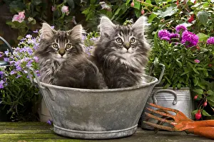 Flower Prints: Norwegian Forest Kittens, Sitting in a Bucket Amongst Flowers
