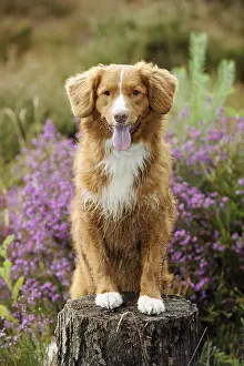 Tree Prints: Nova Scotia Duck Tolling Retriever