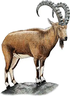 Middle Prints: Nubian Ibex