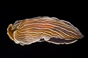 California Prints: Nudibranch