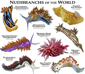 Clown Prints: Nudibranches of the World