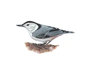 Animals Prints: Nuthatch