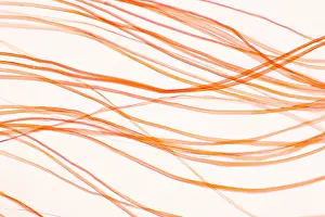 Nature, History, Science Prints: Nylon Fibers under a microscope