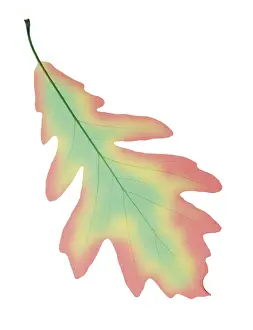 Science Source Collection Prints: Oak Leaf, X-Ray
