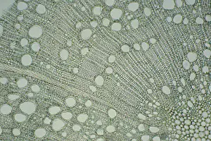 Cross Prints: Oak Stem under a microscope