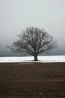 Nature Prints: Oak tree in a field in winter
