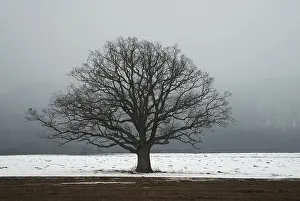 Nature Prints: Oak tree in a field in winter