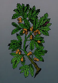 1501 Prints: Oak Tree, Mattioli's Discorsi, 1544