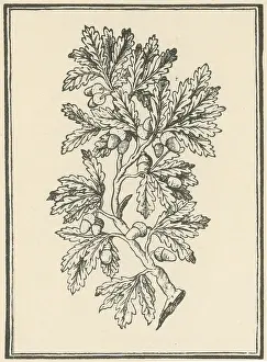 1501 Prints: Oak Tree, Mattioli's Discorsi, 1544