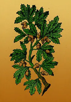 1501 Prints: Oak Tree, Mattioli's Discorsi, 1544