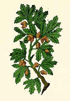 Plantae Prints: Oak Tree, Mattioli's Discorsi, 1544