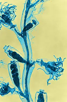 Cnidaria Prints: Obelia, light micrograph