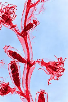 Zoology Prints: Obelia, light micrograph