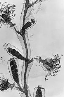 Cnidaria Prints: Obelia under a microscope