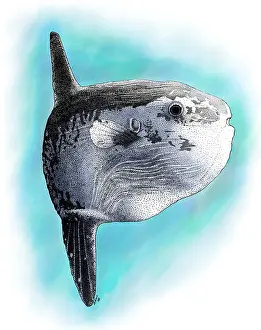 Osteichthyes Prints: Ocean Sunfish